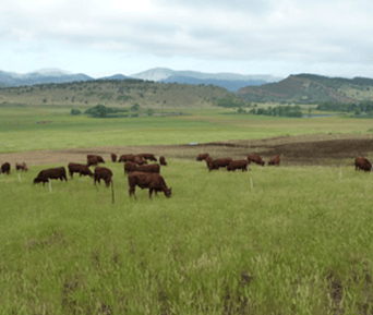 Ecosystem Services in Northern Colorado